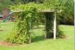 Grape Arbor 2
