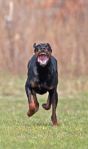 Sprint Doberman