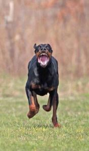 Sprint Doberman
